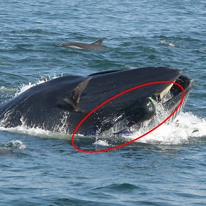 3.7M views · 8.8K shares | A man who was swallowed by a whale has escaped with his life after the whale spat him out unharmed  | truly | Facebook