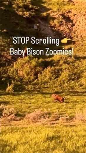 STOP Scrolling 👉🏻 Baby Bison Zoomies