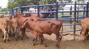 2.1K views · 89 reactions | Disponibles para la venta. Son 31...