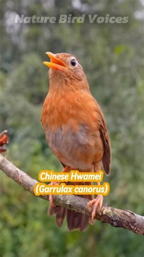 Chinese Hwamei | Garrulax canorus #birds #birdsong #birdsounds