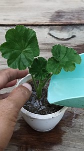 1.5M views · 6K reactions | Geranium Propagation cuttings  #geranium #gardening #garden #plants #reels #trendingreel #trendingreelsvideo #facebookviral #facebookreelsviral | Gardening Ideas | Facebook