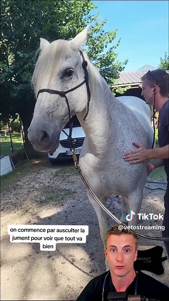Un poulain comme tu n'as jamais vu ! #veto #vétérinaire #vetlife #gestation #cheval #poulain #mignon #echographie #pourtoi #foryou #fyp #foryoupage