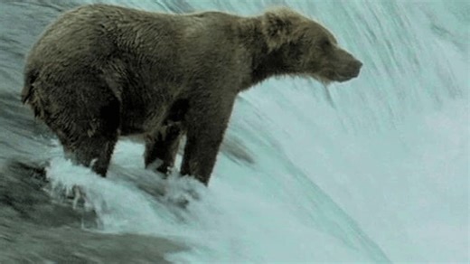 Amazing Animals S01:E01 - Animal Journeys (Pt. 1)