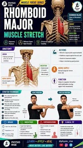 Rhomboid Major Muscle Stretch | Fix Upper Back Pain & Improve Posture | Physiotherapy