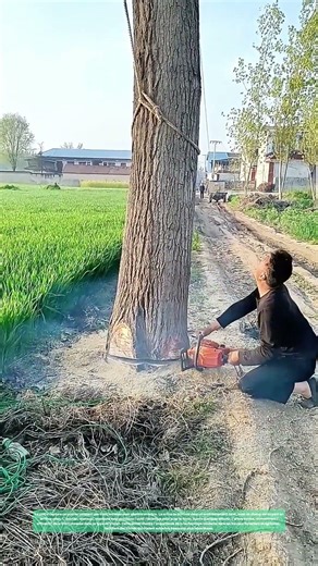Le tronçonneuse en action : Comment la technologie facilite l'abattage des arbres