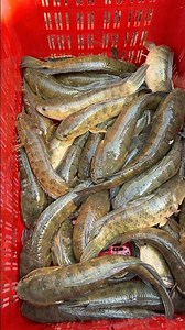 Amazing Desi Garai Fish In Govindpuri Market Delhi #shortvideo #rrrm #fish