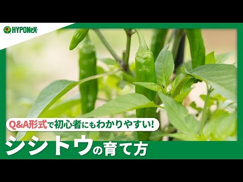 ☘95：シシトウの育て方｜実が辛くならない方法は？植えつけ方法や、水やりと肥料、わき芽かきなどもご紹介【PlantiaQ&A】植物の情報、育て方をQ&A形式でご紹介
