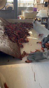 Washing crawfish at Millers Mart seafood and deli | LeBlanc Skinin Shed