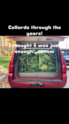 The COLLARD struggle was real! 😆Only took me a few years to figure it out. I had never seen collards this huge and knew I didn’t want to run out. 😜@pace_family_farms does it RIGHT 💚STAY TUNED FOR A HOW TO VIDEO STEP BY STEP COOKING COLLARS! #thanksgiving #food #sides #southernliving #grandmascooking #familyrecipe #coffeerub | Its All Good Seasoning
