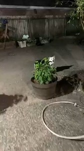 “Why is your mouth making that noise??” VOLUME UP🔈 | Best of Aussies Doing Things