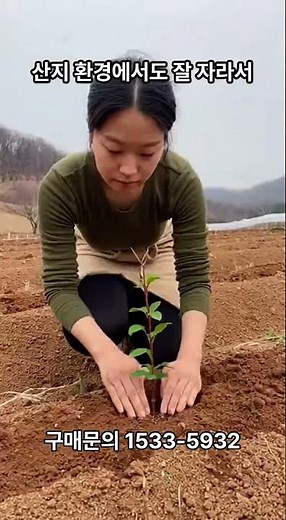 [신바람 플랜트 협력농가 판매상품 (나무장터.com)] 마가목 묘목 - 실생묘/포트묘