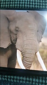 Robot chicken 2013 elephant trumpets 🐘🔊