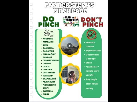 Pinch Back with Farmer Steph; Why we PINCH BACK and HOW to do it!