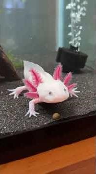 “From a Wild Lake to a Safe Home 💗 Axolotl Rescue” #wildlife #rescueefforts