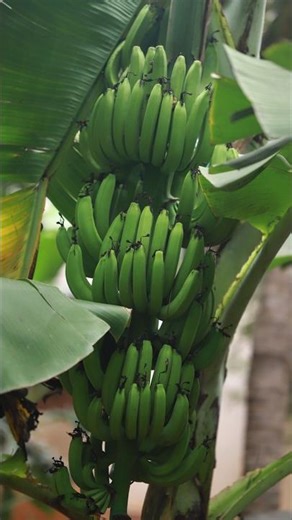 Robusta Tissue Culture banana plant | Morris tissue banana plant #robusta #tissueculture #banana ...