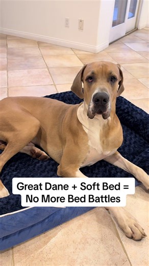 Great Dane puppies don’t share… especially when the bed is this good. #greatdanesoftiktok #dogsofttiktok #petproducts #dogbed #doglife