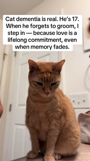 Understanding Cat Dementia in Senior Cats