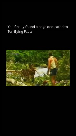 Terrifying As Facts on Instagram: "In 1976, Belgian filmmaker Jean-Pierre Dutilleux unveiled footage claiming first contact with Papua New Guinea highlanders. A mirror appeared like sorcery. Men recoiled, touched glass, searched for souls. The scene promised raw humanity, yet felt ominous, as technology invaded isolation, rewriting reality before their eyes without warning or consent implied. Later scrutiny shattered the myth. Anthropologists argued contact existed, scenes guided, reactions cura