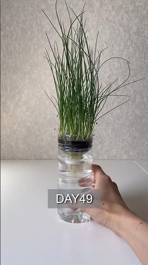 Grow green onions in plastic bottles／葉ねぎをペットボトルで育てる 1日目〜49日目