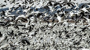 Million snow geese swarm a Missouri wildlife refuge