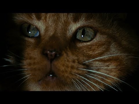 Alien | Here kitty kitty