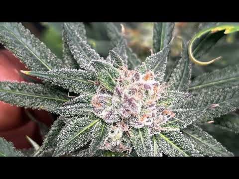 Wake & Bake Wit Day 1 and Friends