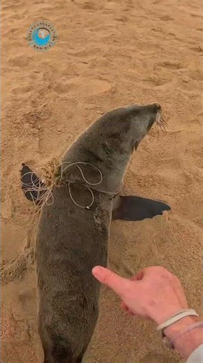 The Ocean Feeds Us Why Do We Trash It? #shorts