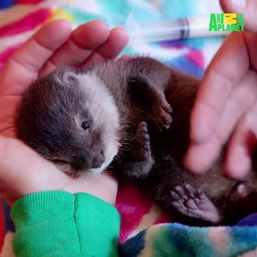 2.8M views · 33K reactions | Adorable otter alert! | Animal Planet | Facebook