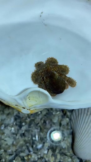 Welcome to baby octopus facebook! #octopus #fyp #aquarium #marinebiology #pnw #stem #cute #squishy | Nudibranch Nerd