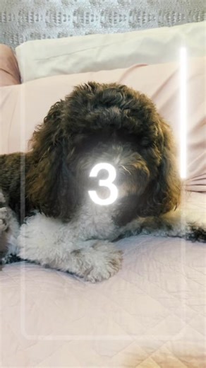 cheerprincess1008 (@cheerprincess1008)’s videos with PAW Patrol Opening Theme - PAW Patrol