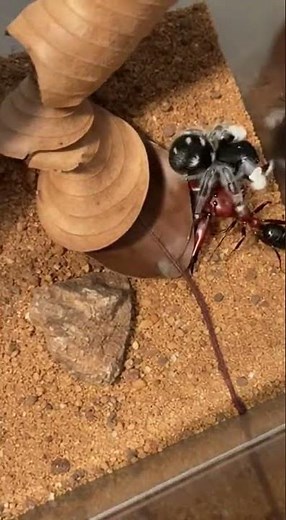 Ant vs Jumping Spider 🐜🕷️
