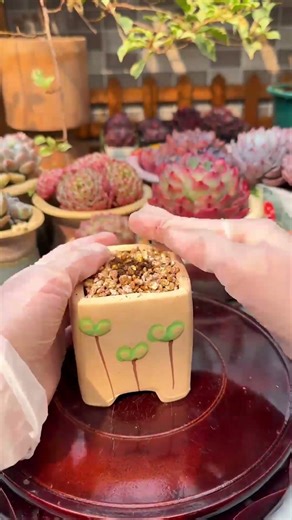 How to Repot Succulents: A Step-by-Step Guide