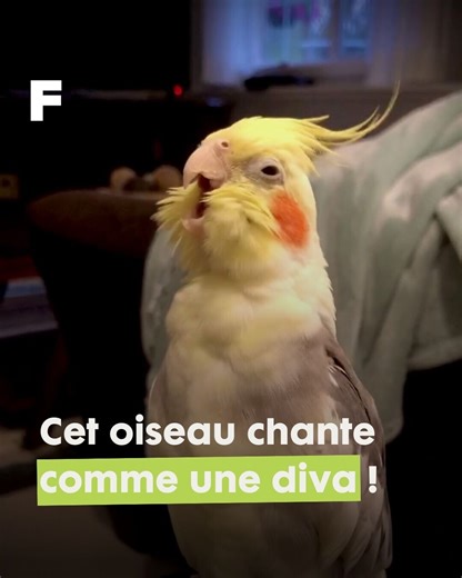 Cette calopsitte semble chanter comme une diva, mais la vérité va vous laisser sans mots. 🦜 La calopsitte élégante est un petit cacatoès originaire d'Australie. 🇦🇺 C'est un oiseau très social qui vit en groupes où les couples et les amis restent très liés. 💞 Elle communique beaucoup, notamment grâce à sa crête qui agit comme un « baromètre émotionnel ». Dotée d'un large répertoire vocal, elle peut siffler, imiter des sons et même apprendre à parler, les mâles étant souvent plus doués pour ce