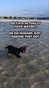 Do cats actually hate water... or do humans just assume they do? | TropiCats