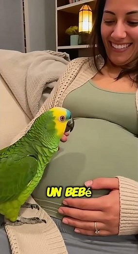 El loro descubre que viene un bebé… y cree que es un loro 😂🦜🤰