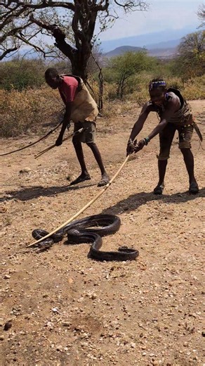 How the Hadzabe Successfully Tracked and Caught a Giant Python 🐍🔥