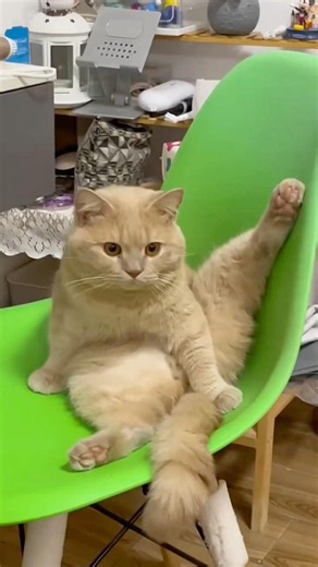 Wow… the cat has become a spirit! The perplexing behavior of cats. #heartwarming #mysteriou #healing