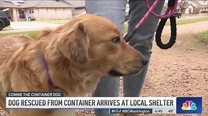 120K views · 7.5K reactions | Connie the Container Dog is expecting!...