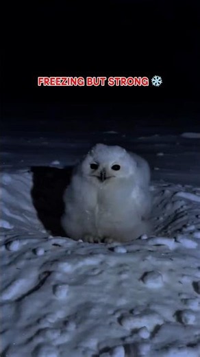 Cold Baby Snowy Owl Huddling ❄️🥺🦉❤️#shorts