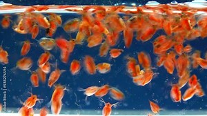 Daphnia magna, Crustacea, Cladocera - small planktonic freshwater crustaceans float in the water and floats up to the light