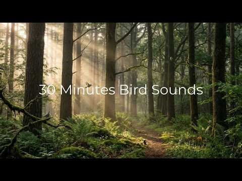 30 Minutes Bird Sounds 🐦 Relaxing Forest Birds Ambience for Sleep, Study & Calm Nature