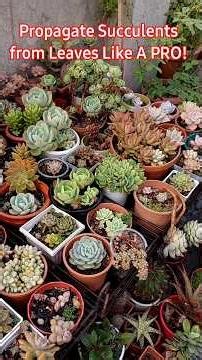 Propagate Succulent From Leaves Like PRO// Ornamental Plant Propagation