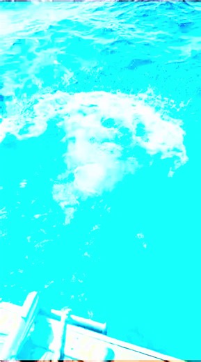 Schildkrötenbegegnung beim Schnorcheln in Ägypten