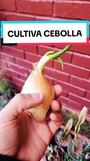 Cómo plantar cebolla en casa: Guía paso a paso