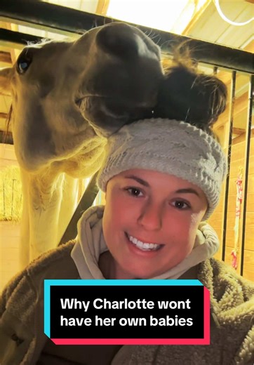 Understanding Why Charlotte Won't Have Foals