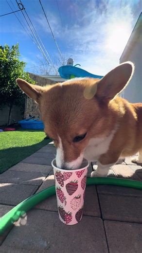 Corgi vs. whip cream