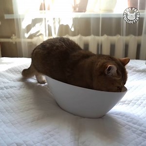 If I fits, I sits... | The Pet Collective
