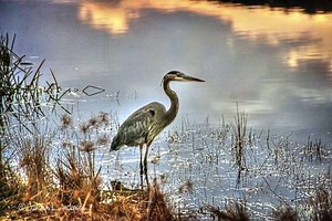 Great blue heron dazzles at Keystone State Park