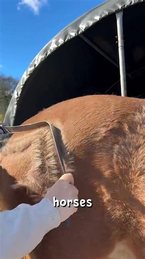The Most Satisfying Horse Grooming Ever