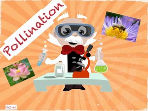 Pollination
